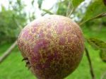 ButtermilkRusset Apple from Irish Seed Savers Assocation Website