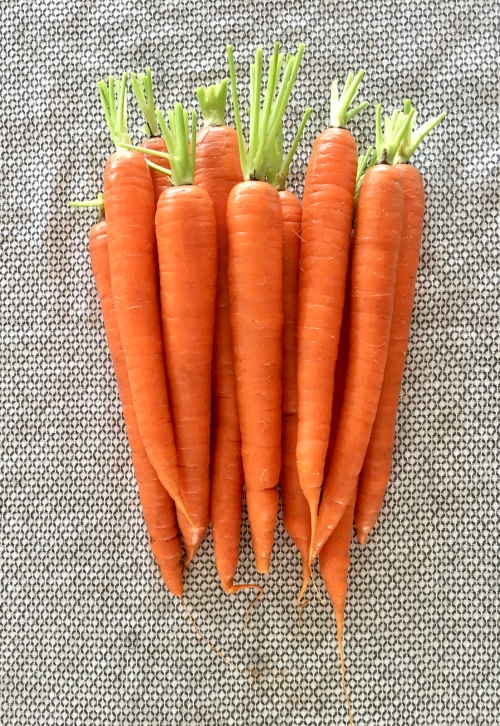 Freshly Washed Carrots Ready for Roasting